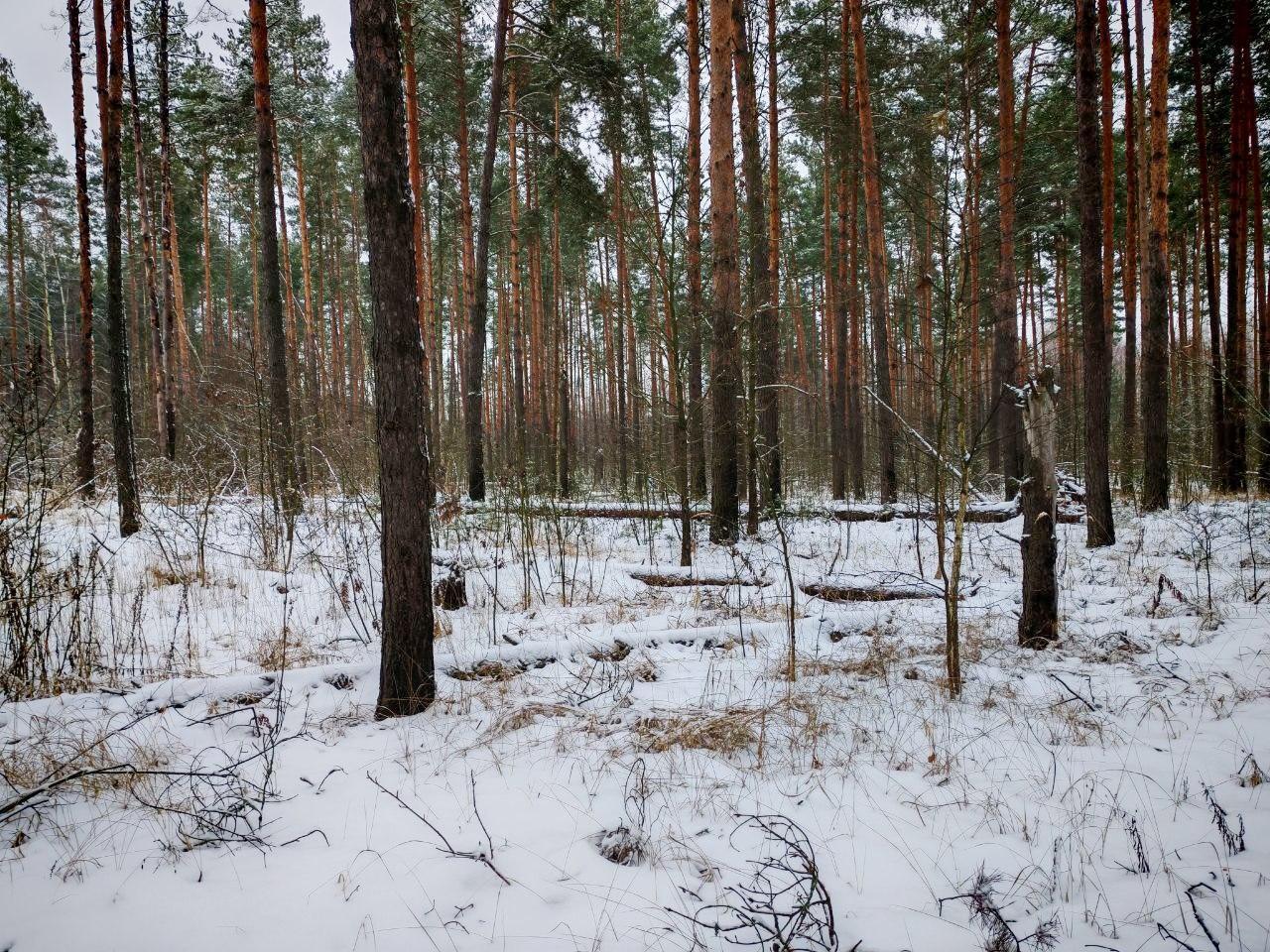 Фото: Комитет лесного хозяйства МО