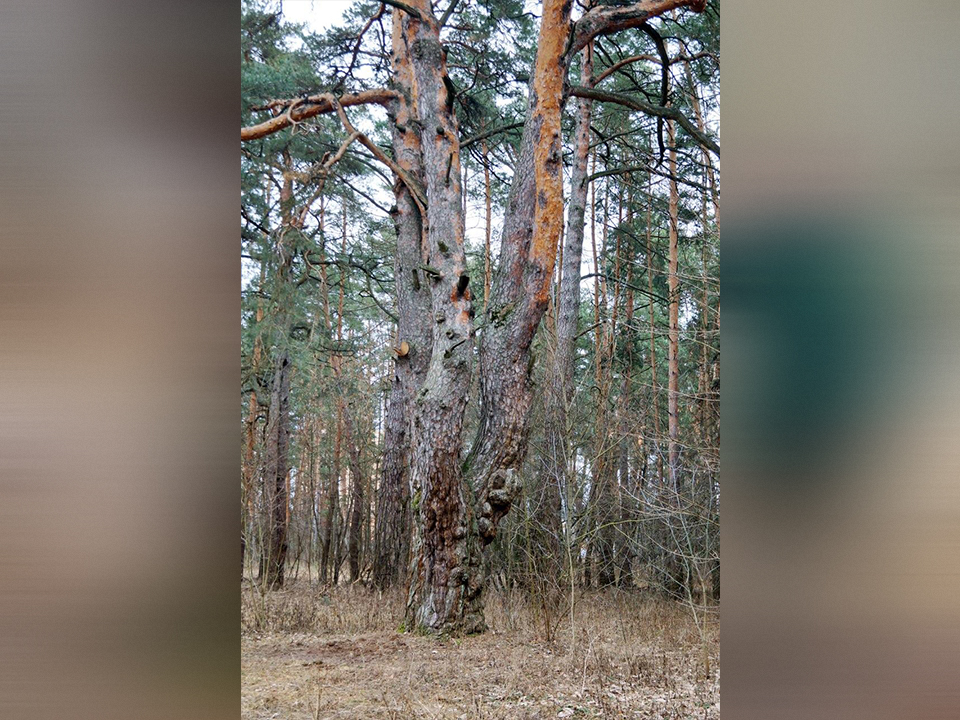 Фото: Комитет лесного хозяйства Московской области