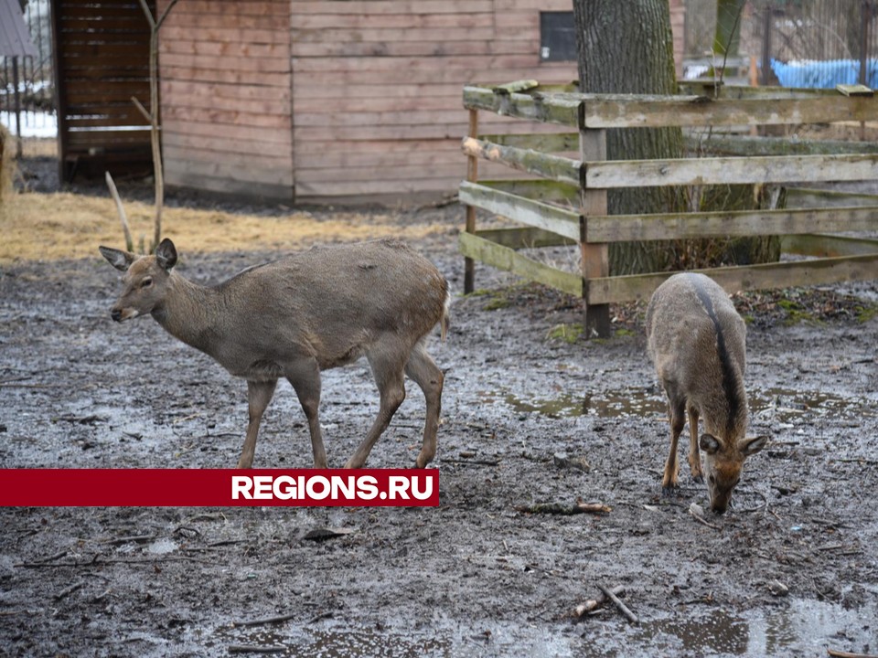 Фото: Владимир Останин