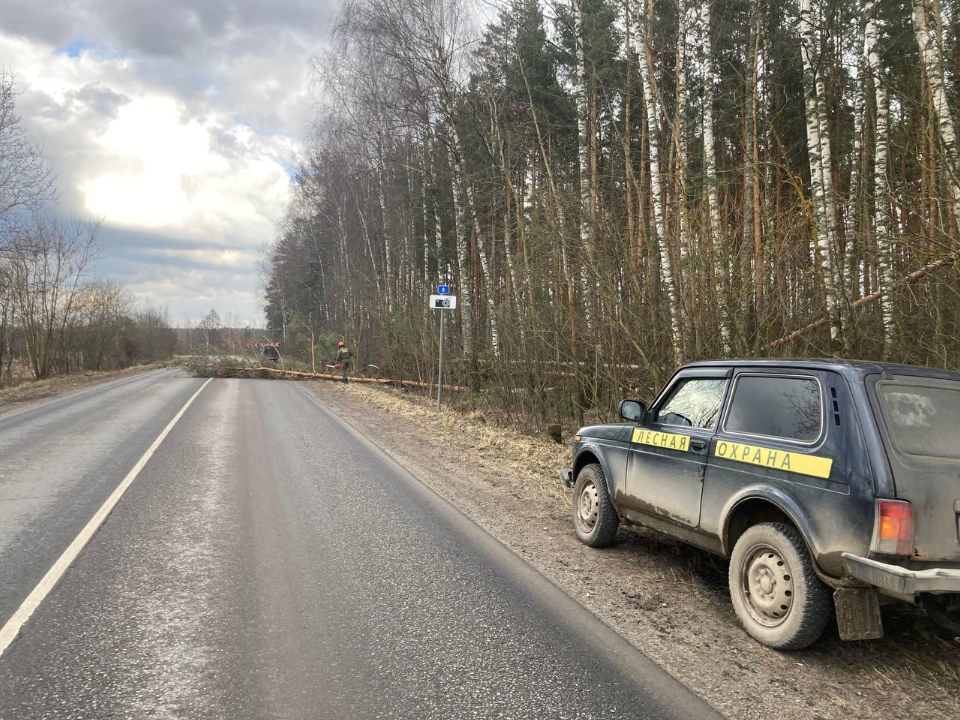 Фото: Комитет лесного хозяйства МО