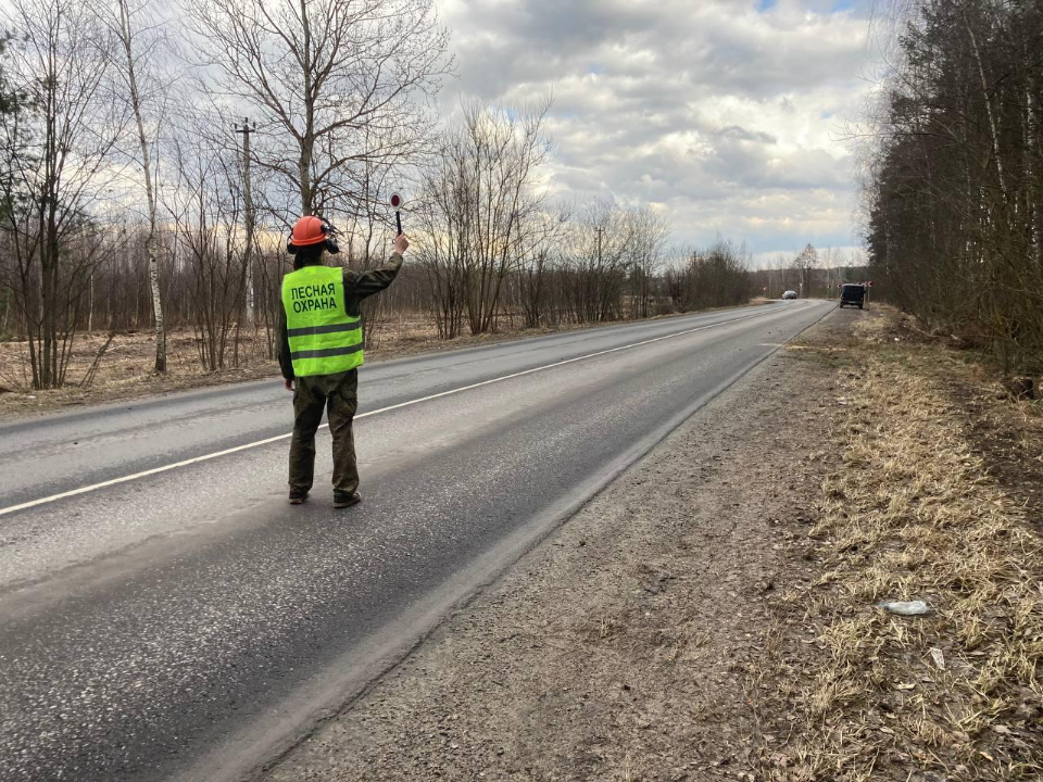 Фото: Комитет лесного хозяйства МО