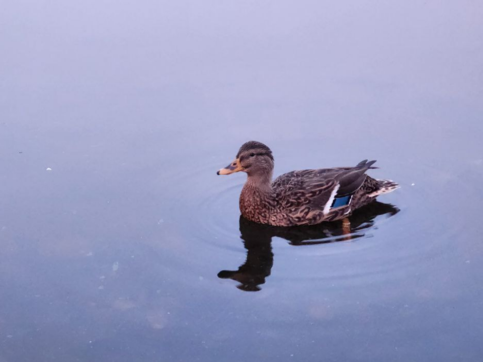 Фото: МедиаБанк Подмосковья/Евгений Рой