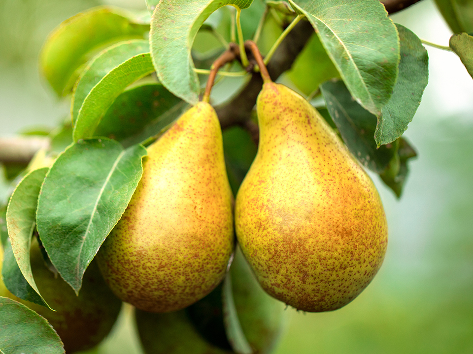 Фото: istockphoto.com