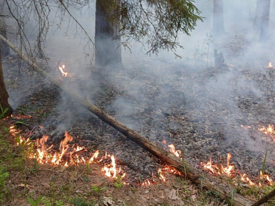 Фото: Комитет лесного хозяйства Московской области