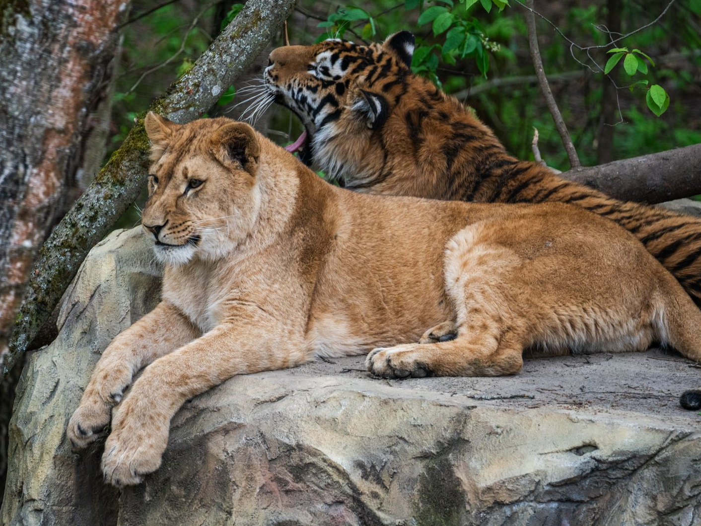 Фото: vk.com/safaripark50ru