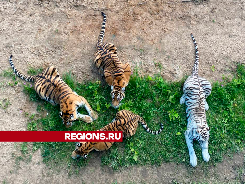 Фото: REGIONS