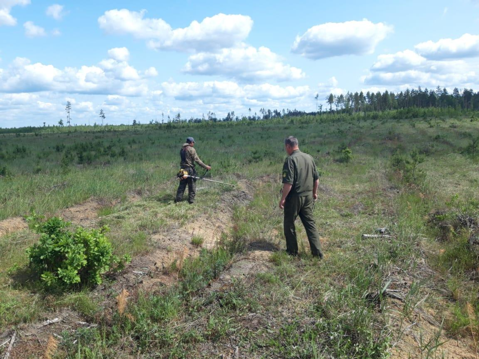 Фото: Комитет лесного хозяйства Московской области