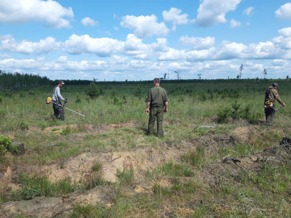 Фото: Комитет лесного хозяйства Московской области