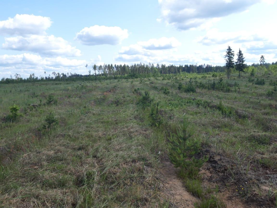 Фото: Комитет лесного хозяйства Московской области
