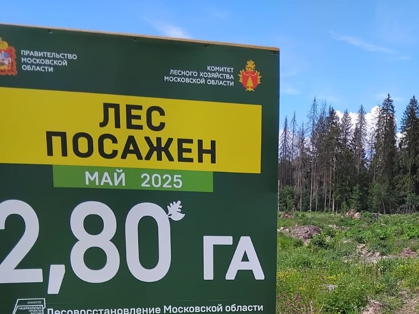 Фото: ГКУ МО «Мособллес» 