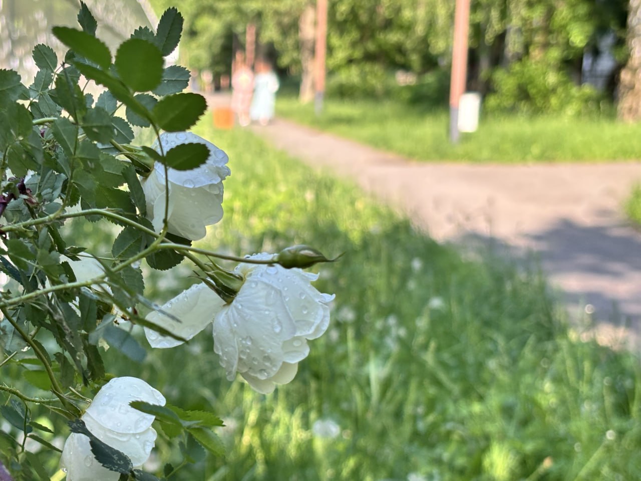 Фото: МБУК  «Городской парк культуры и отдыха»
