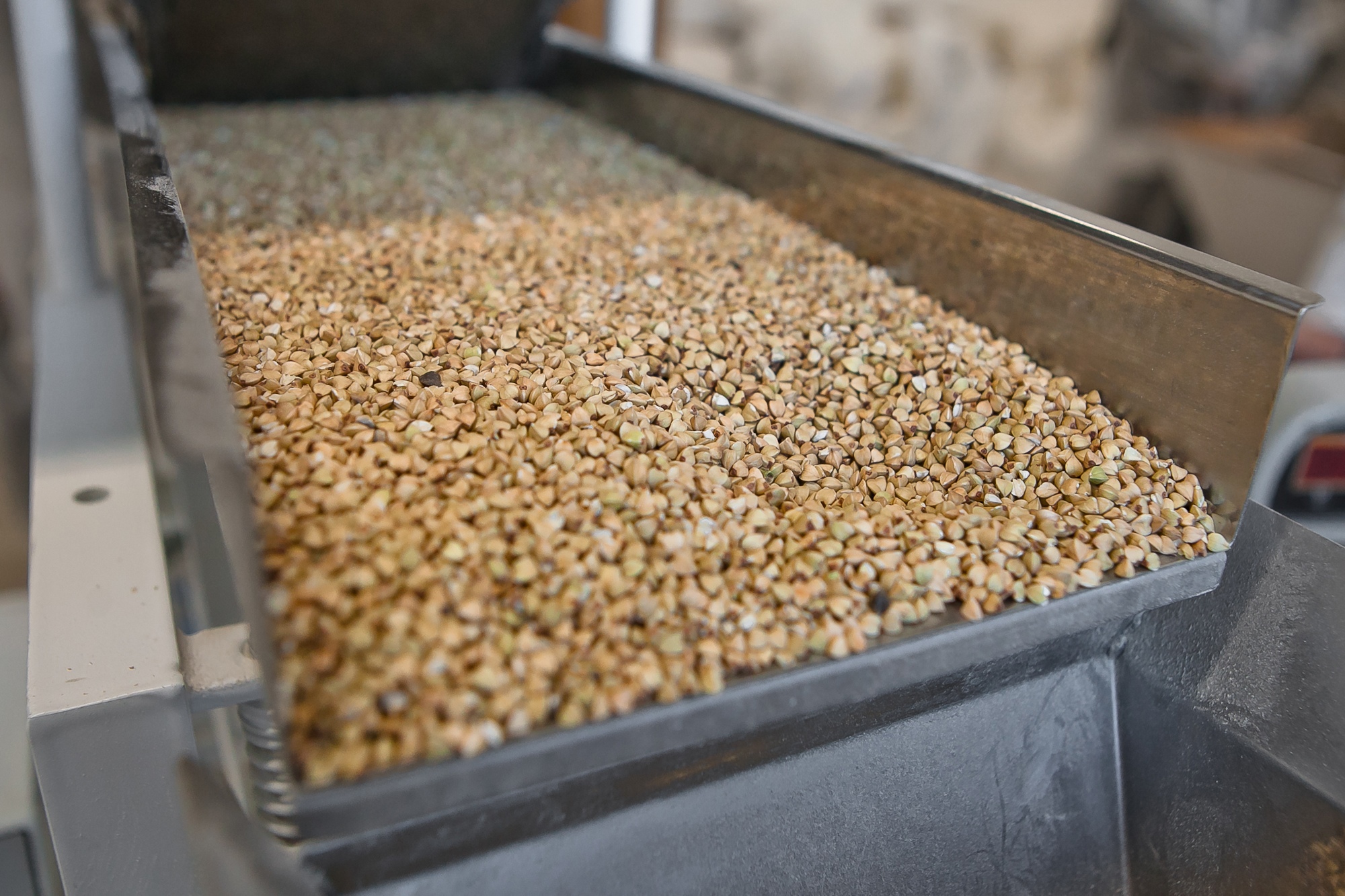 Зеленая гречка на конвейере. Фото: соцсети