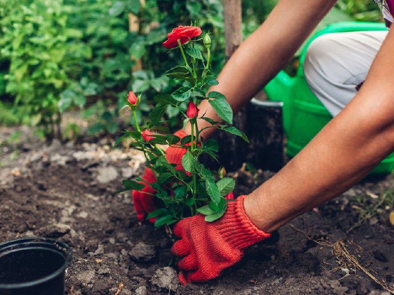   Фото: istockphoto.com