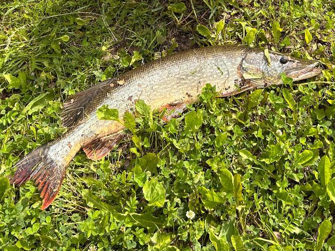 Фото: предоставлено очевидцем   