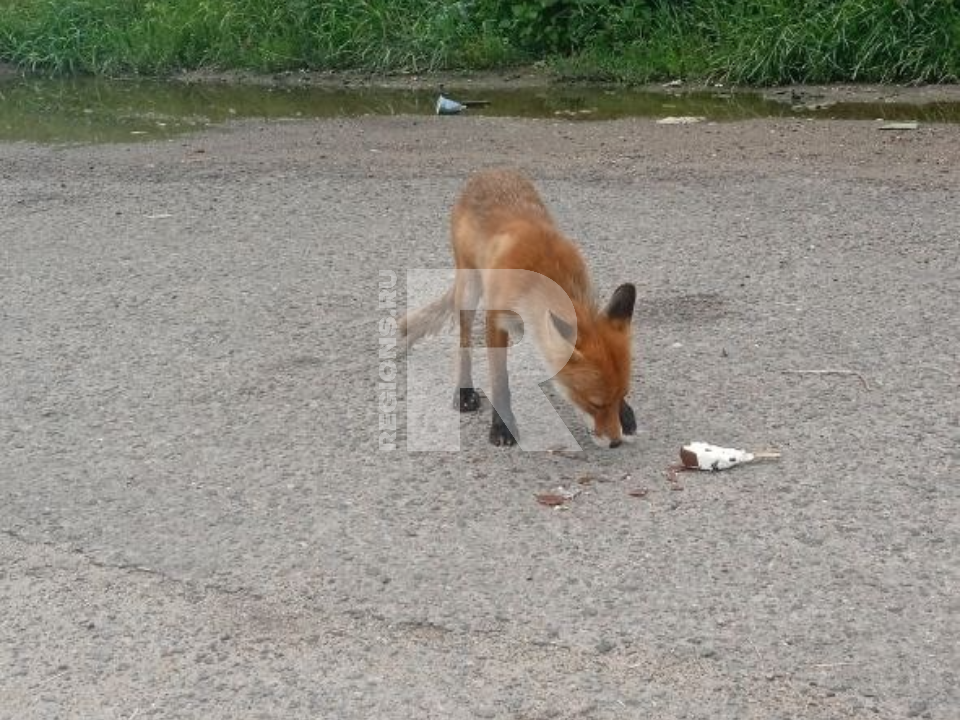 Фото предоставлено жителем Жуковского