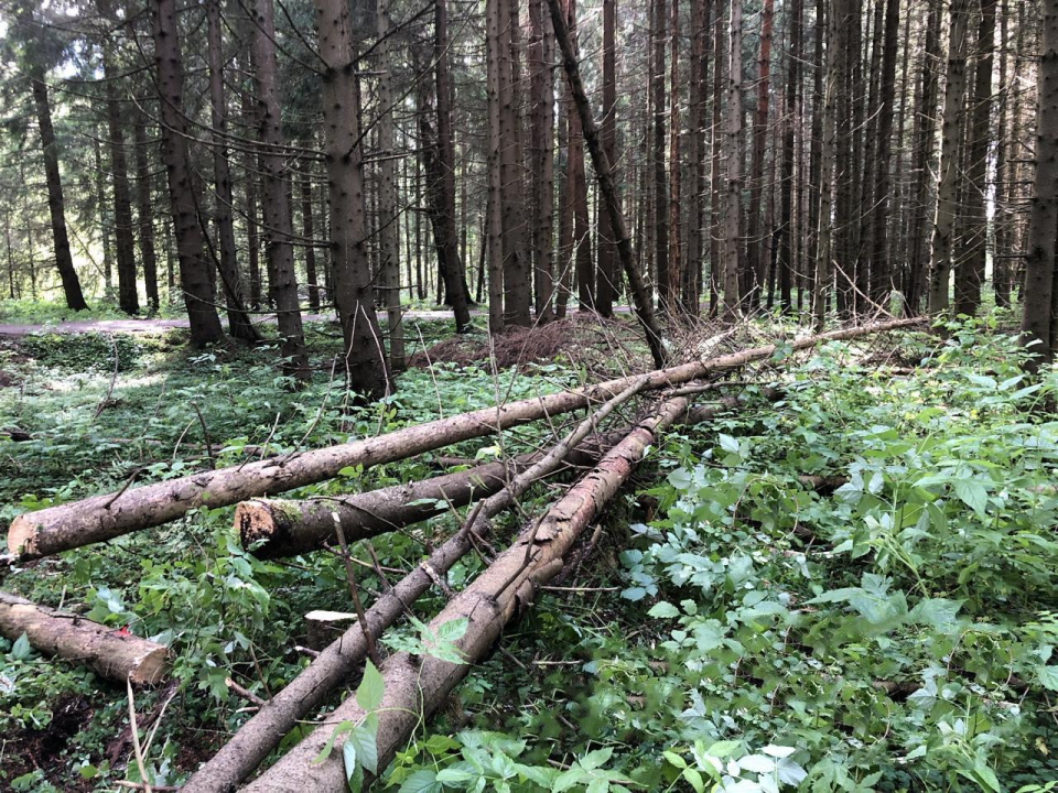 Фото: Комитет лесного хозяйства Московской области