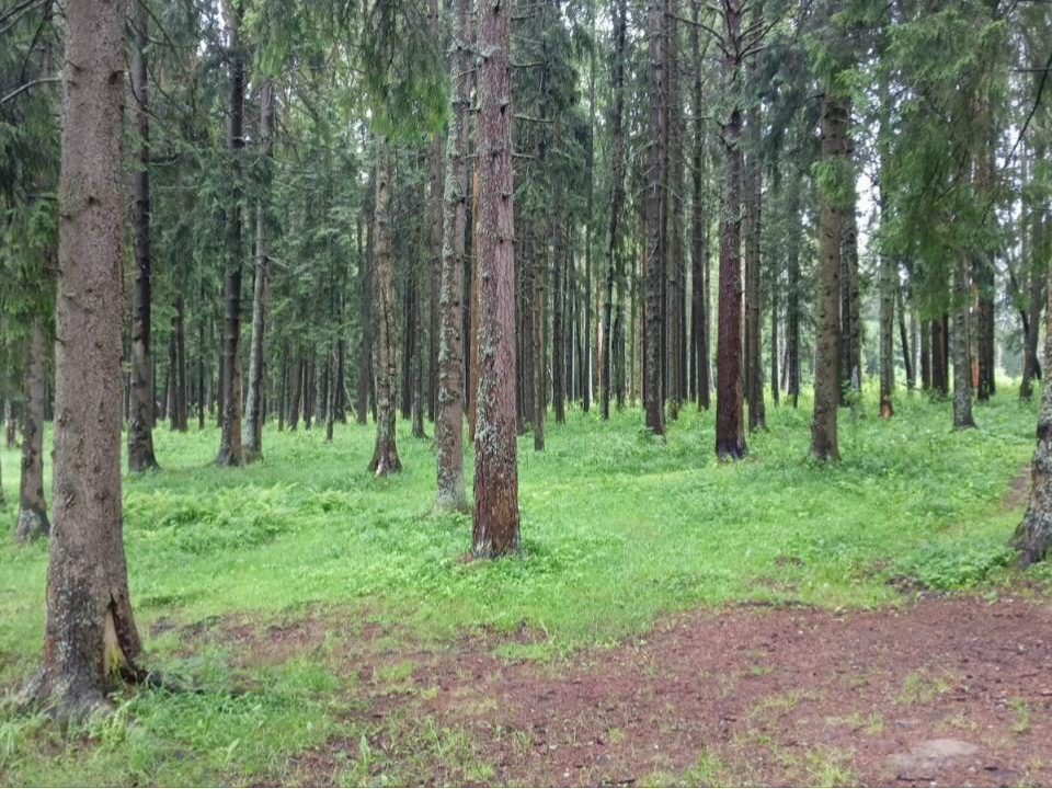 Фото: Комитет лесного хозяйства МО