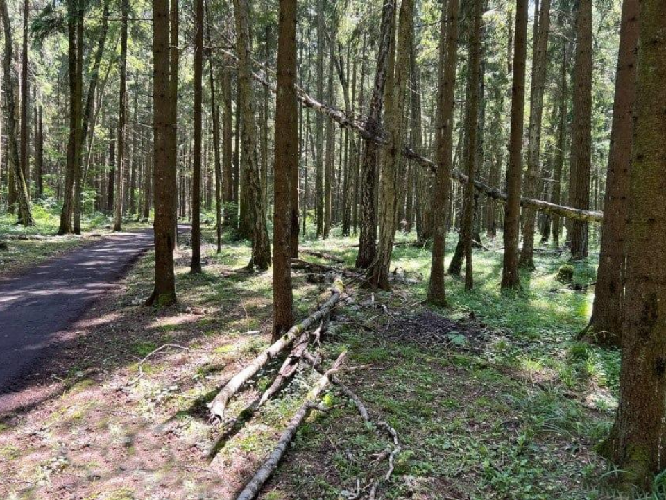 Фото: Комитет лесного хозяйства Московской области