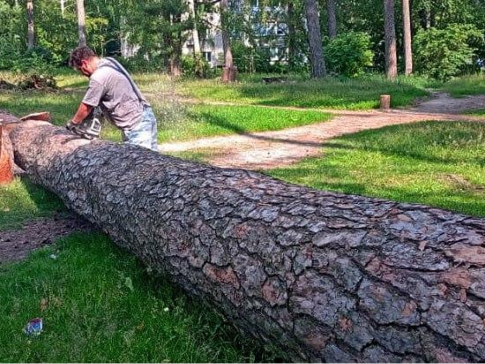 Фото: Комитет лесного хозяйства Московской области
