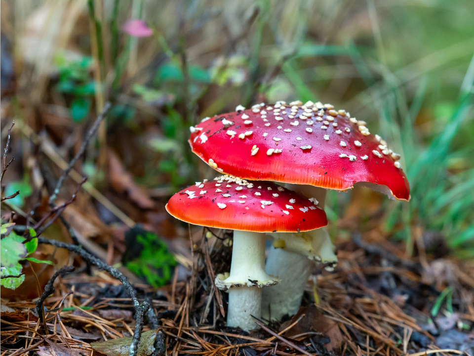 Фото: freepik.com
