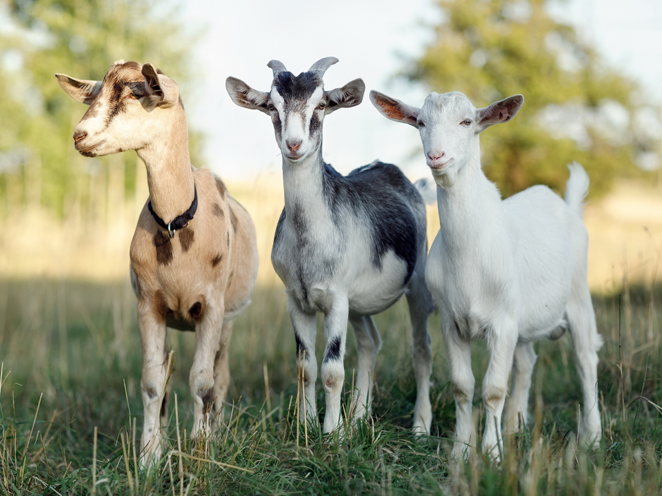 Фото: istockphoto.com