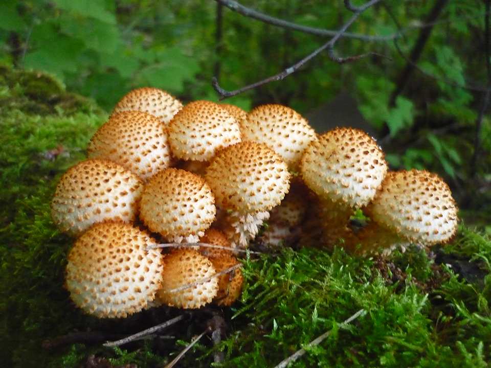 Ядовитая чешуйчатка обыкновенная (Pholiota squarrosa). Фото: сommons.wikimedia/Tigran Mitr am.