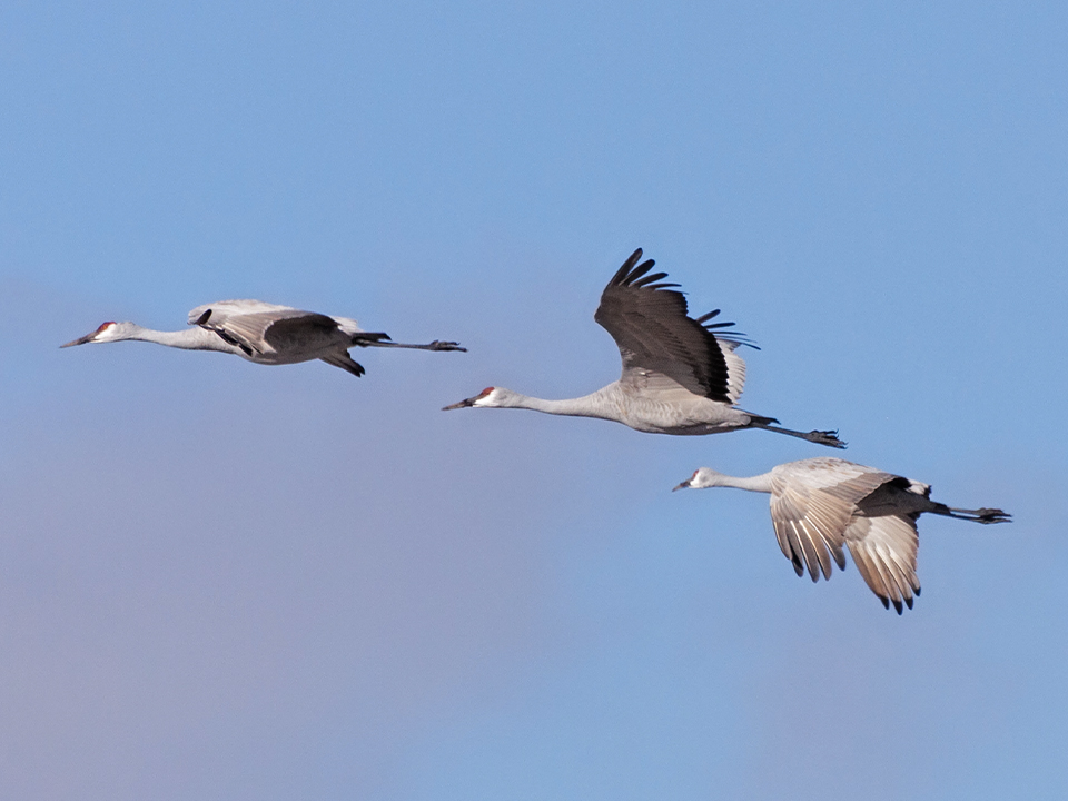 Фото: istockphoto.com/mtruchon