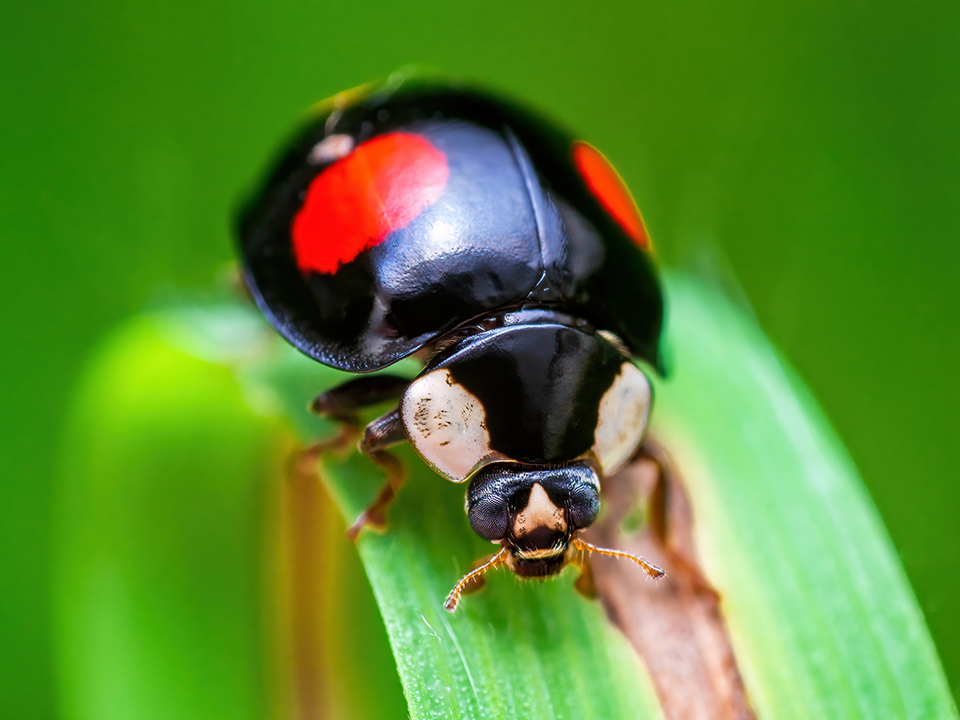 Фото: istockphoto.com/Mario Plechaty