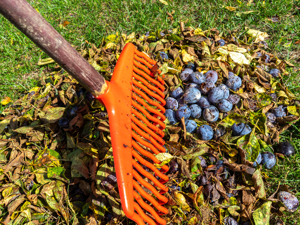 Фото: istockphoto.com/Animaflora