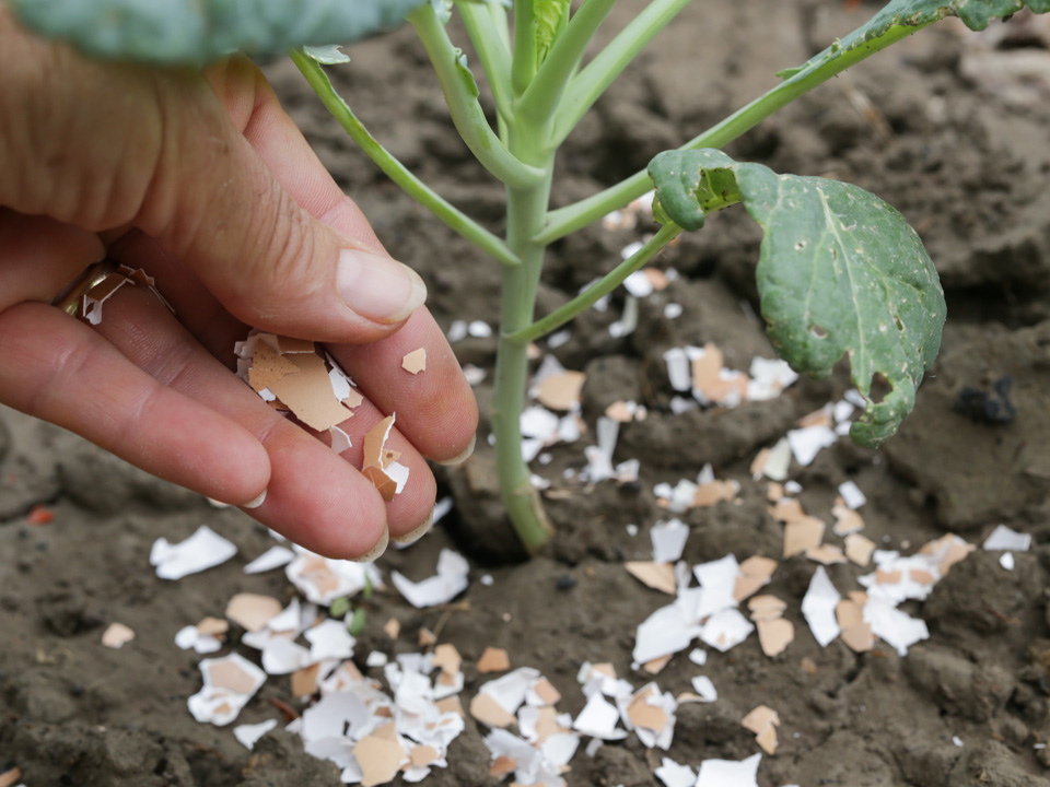 Фото: istockphoto.com/triocean 