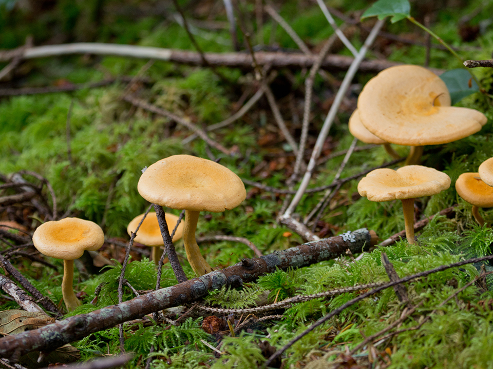 Фото: сommons.wikimedia/Peter Pearsall/U.S. Fish and Wildlife Service