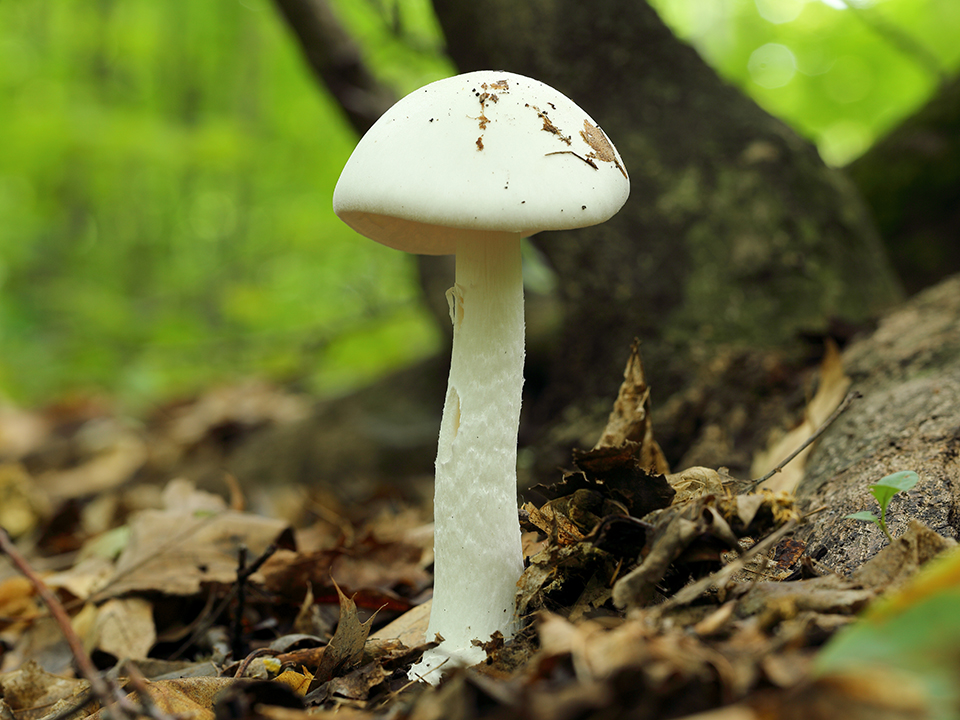 Фото: сommons.wikimedia/Cephas