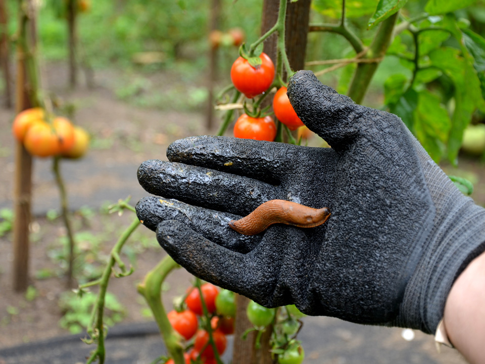 Фото: istockphoto.com/beekeepx 