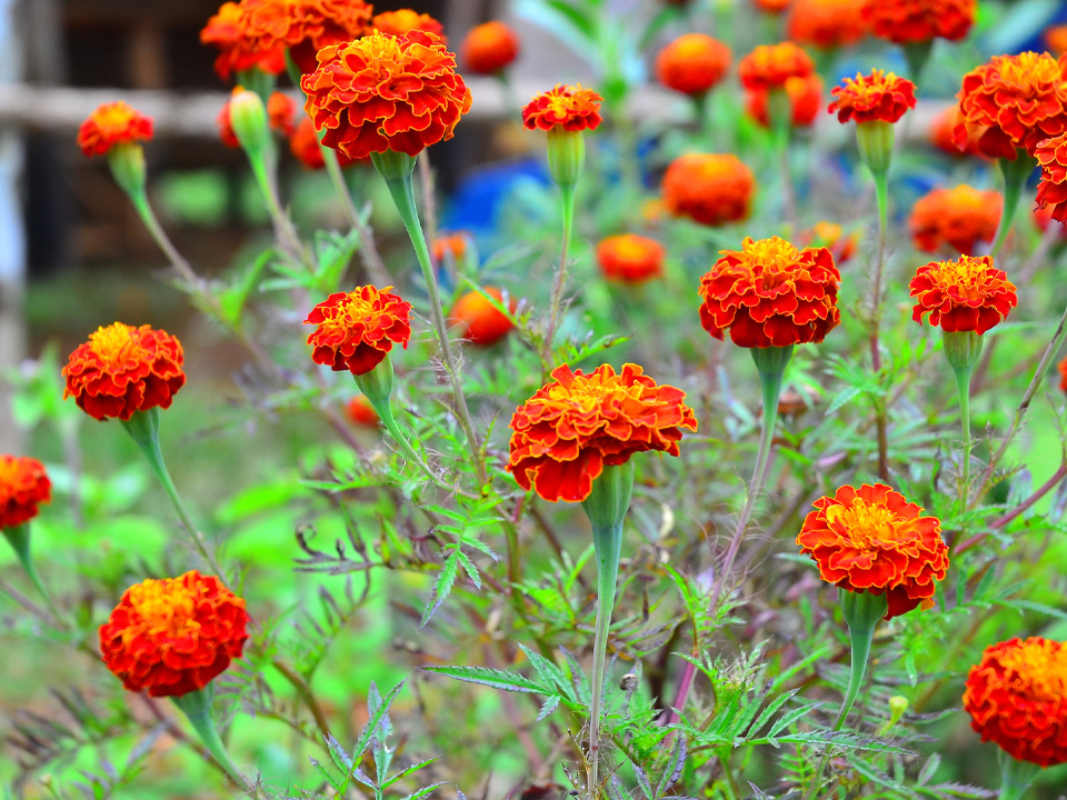 Фото: istockphoto.com/PisitBurana 