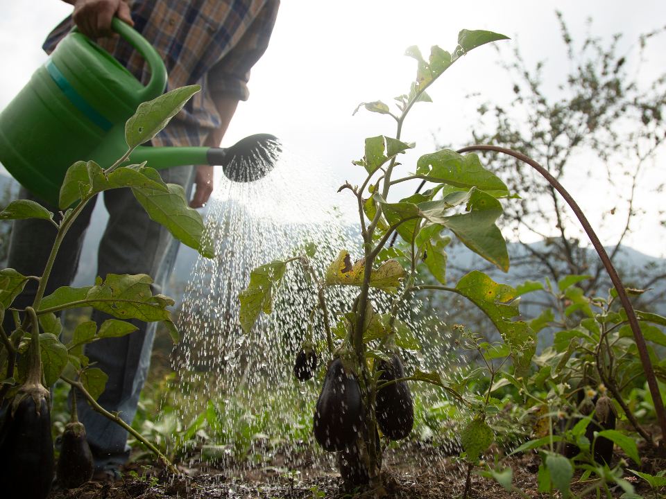 Фото: istockphoto.com/simonkr