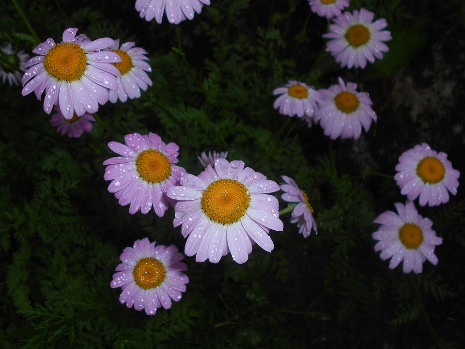 Фото: commons.wikimedia/Salicyna