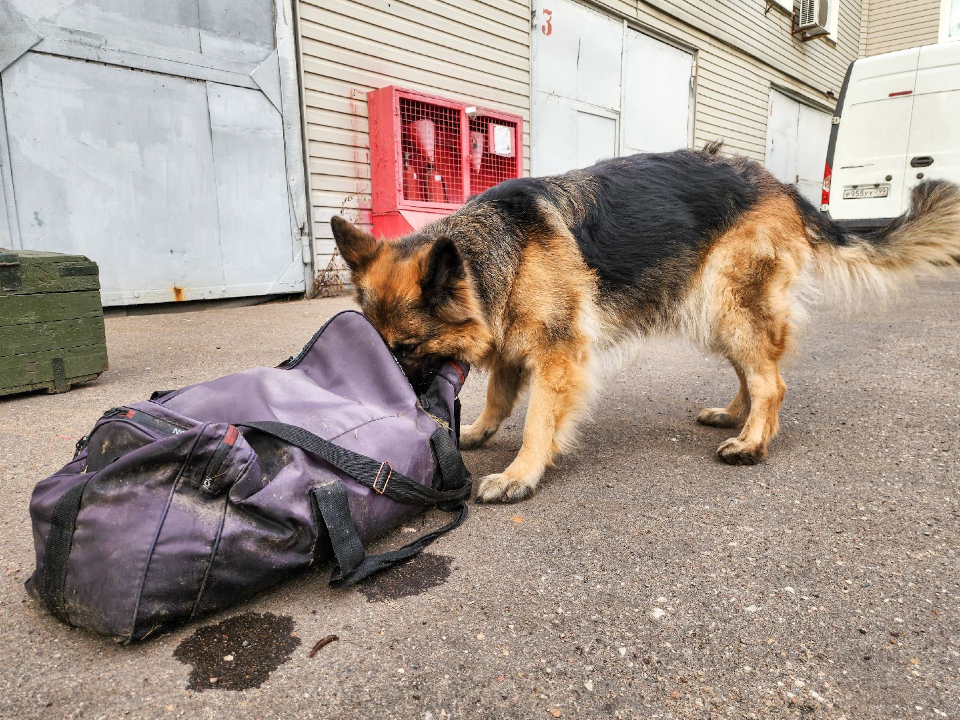 Фото: МедиаБанк Подмосковья/Мария Андрюхина