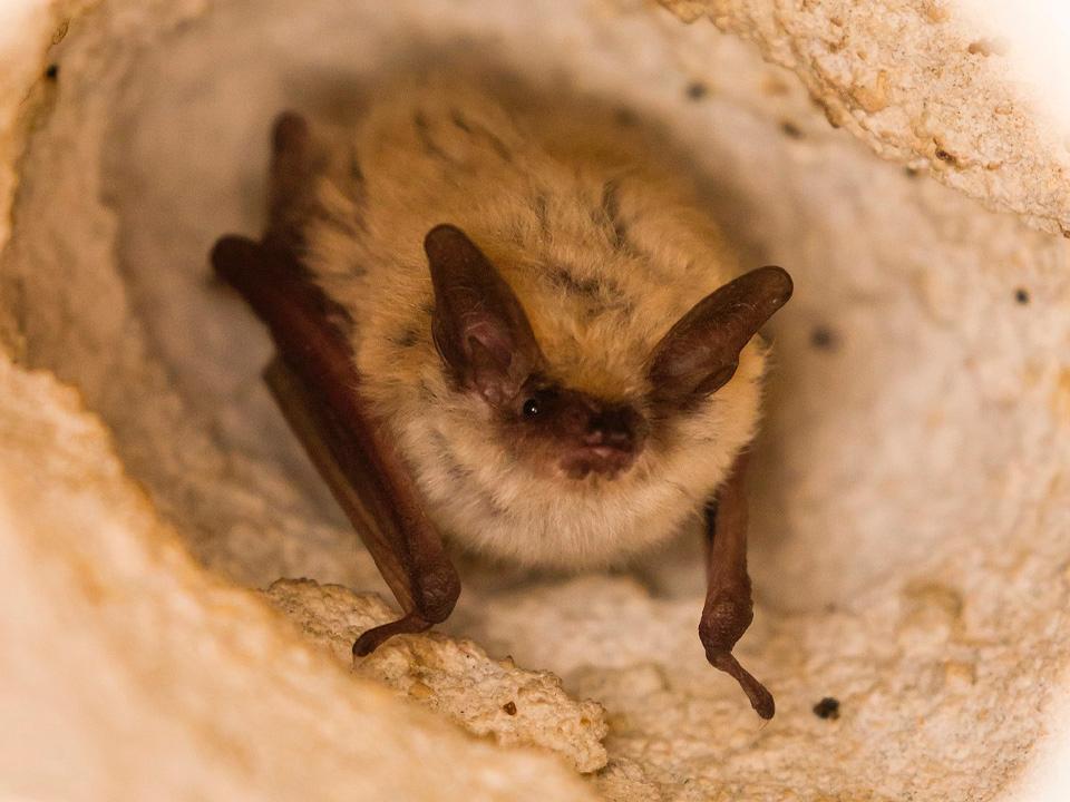 Фото: commons.wikimedia/Ezra Sheyner