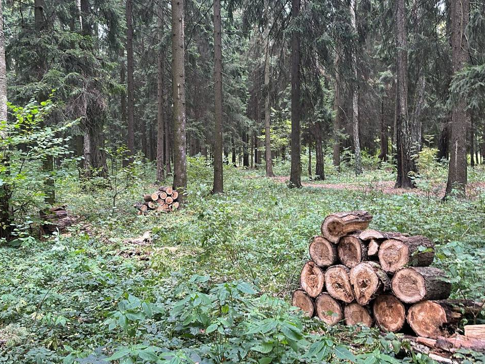 Фото: парк «Мечта»