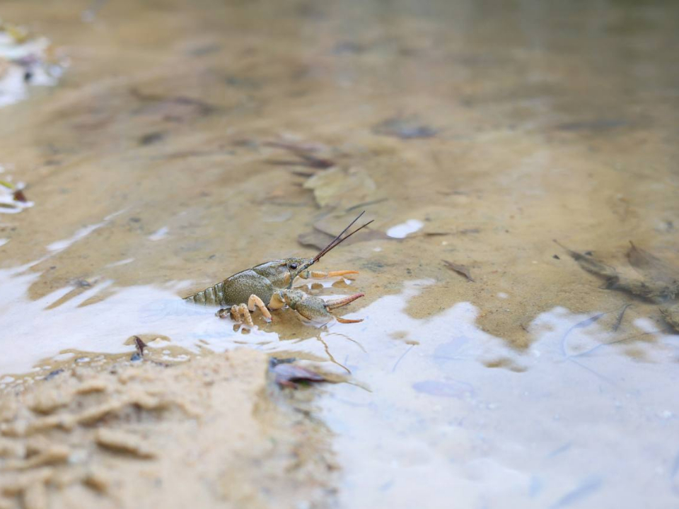 Фото: t.me/odintsova_yiliya