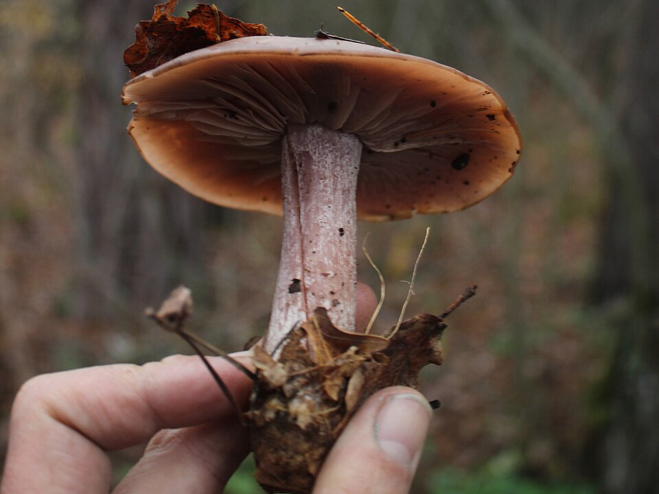 Фото: commons.wikimedia/Сарапулов