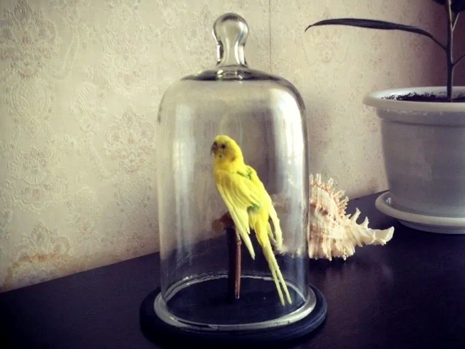 Чучело попугая. Фото: личный архив Анны Алтуховой