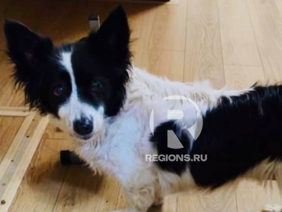  Так Тося выглядела буквально за несколько дней до своего побега. Фото: предоставлено волонтерами