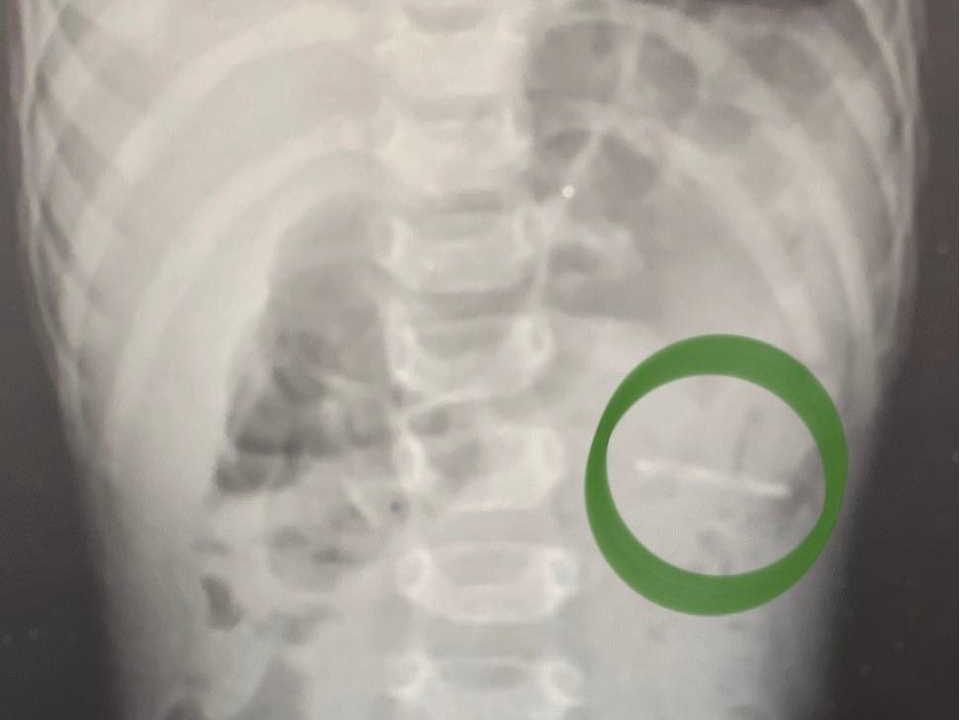 Фото: t.me/ram_ob