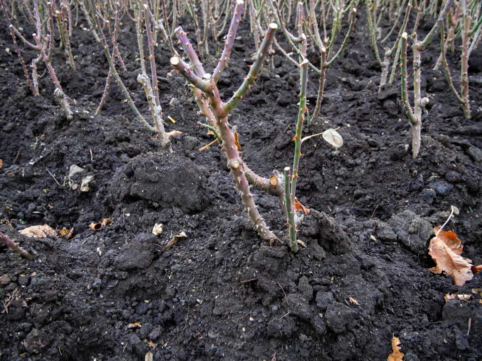 Фото: istockphoto.com/tanyss