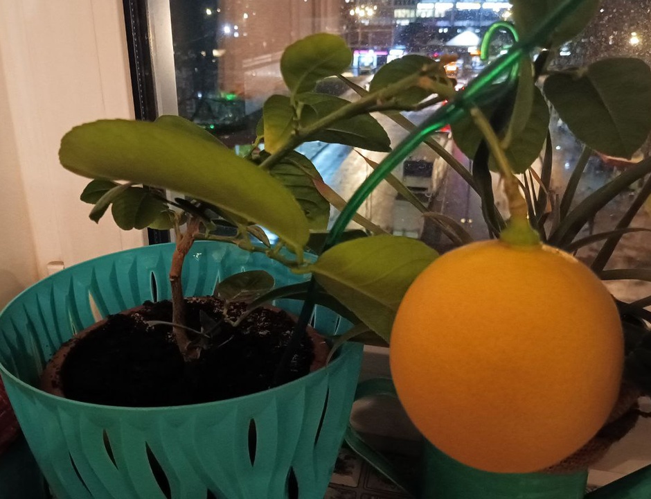 Марина Вишнева регулярно собирает урожай лимонов, которые растут в обычных цветочных горшках. Фото: Ирина Горбачева