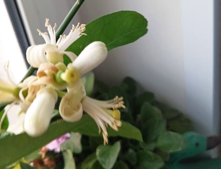 В октябре лимоны на подоконнике активно цветут, источая яркий цитрусовый аромат. Фото: Ирина Горбачева