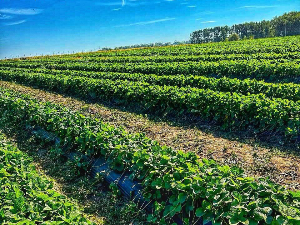 Фото: архив КФХ «Выросло»