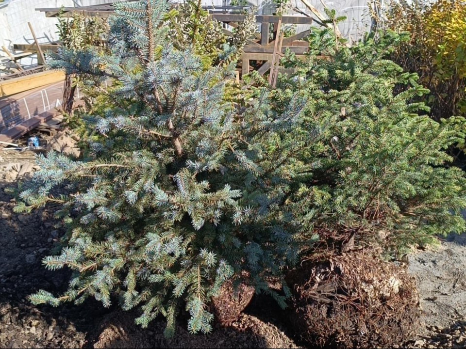 Фото: пресс-служба администрации г.о. Лобня