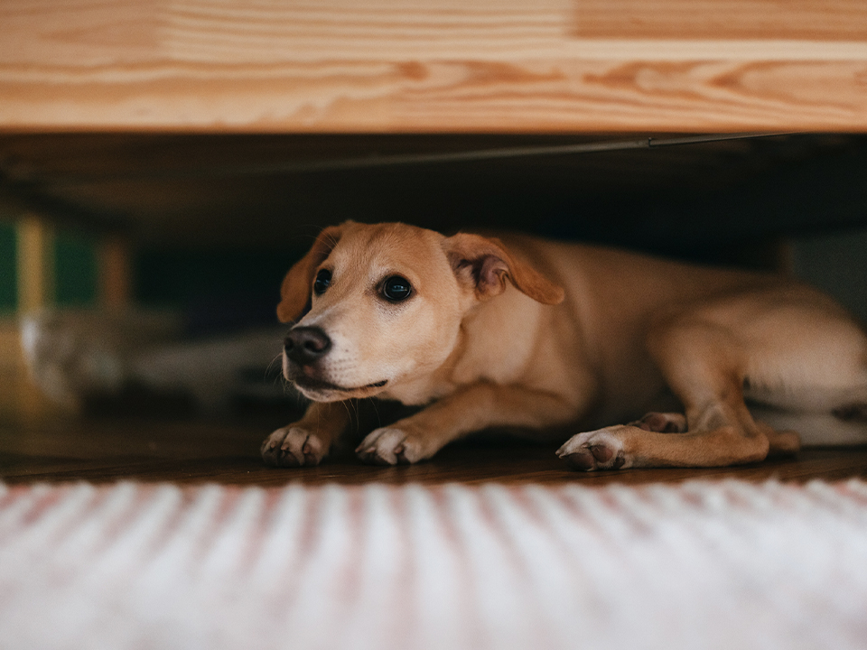 Фото: istockphoto.com/miniseries